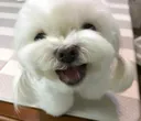 turtle_happy