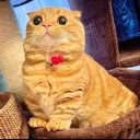 cat_fancy_orange Discord emoji