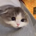 cat_bag cat_bag