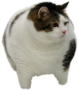 grt_chonk Discord emoji
