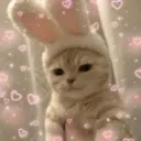 Catto catto Discord Emoji