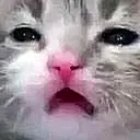 catsad