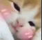 cat_blush