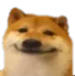 DogeYikes