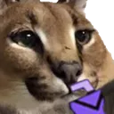 gatoFloppaSip
