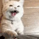 catLookAtMe