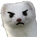 AngryFerrett