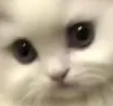 SadCat SadCat