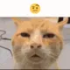 ayo