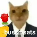 gato