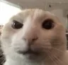 eyebrowcat