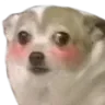 Flud_Dog_Concern_Blush