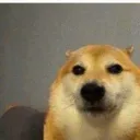 hc_dogstare