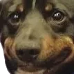 dogEh