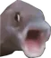 fishpog fishpog