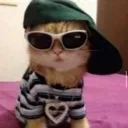 coolcat coolcat