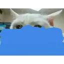 Cry