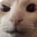 Cat Ayo Discord Emoji