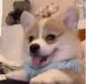 dog1