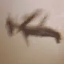 Meep_WATCHMEFLY Meep_WATCHMEFLY