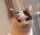 HappyCat