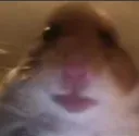 hamsterstare