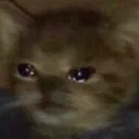 CE_SadCat11 CE_SadCat11