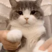 CE_Headpat CE_Headpat