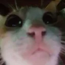 CE_Looking3 CE_Looking3