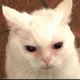 cattooutoftears cattooutoftears