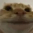 catsmile