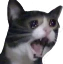 crycat