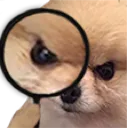 angydog angydog