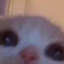 catlurkypeek