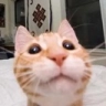 whatda Discord emoji