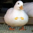 duckshy
