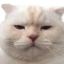 1001angrycat