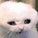 sob sob