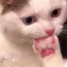 1CatPensativo