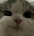 catsmirk catsmirk