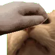 PETTHEUMBRE