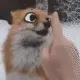 foxboop