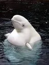 Beluga_Whale