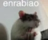 enrabiao