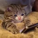 PC_sadcatto Discord Emoji