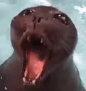 sealmad