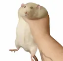 fatratbeingheld