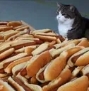 catdog catdog