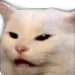 catto
