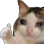 catOkai